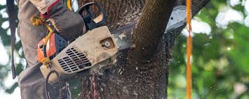 Best Tree Disease Treatment  in Ely, NV