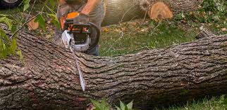 Best Palm Tree Trimming  in Ely, NV