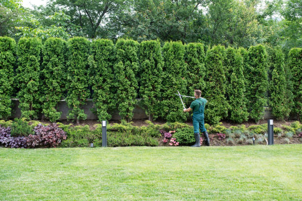 Best Arborist Consultation Services  in Ely, NV