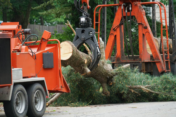 Best Tree Mulching  in Ely, NV